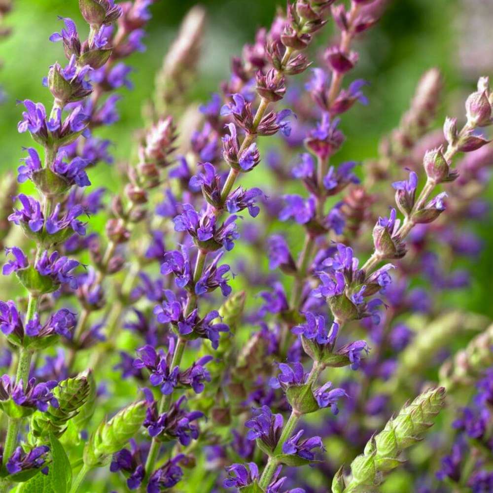 Stäppsalvia 'Ostfriesland'